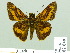  ( - HESP-EB 02049)  @14 [ ] Copyright (2010) Ernst Brockmann Research Collection of Ernst Brockmann