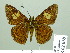  ( - HESP-EB 02060)  @14 [ ] Copyright (2010) Ernst Brockmann Research Collection of Ernst Brockmann
