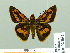  ( - HESP-EB 02062)  @14 [ ] Copyright (2010) Ernst Brockmann Research Collection of Ernst Brockmann