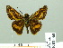  ( - HESP-EB 02065)  @14 [ ] Copyright (2010) Ernst Brockmann Research Collection of Ernst Brockmann