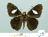  ( - HESP-EB 02069)  @13 [ ] Copyright (2010) Ernst Brockmann Research Collection of Ernst Brockmann