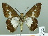  ( - HESP-EB 02105)  @13 [ ] Copyright (2010) Ernst Brockmann Research Collection of Ernst Brockmann