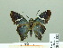  ( - HESP-EB 02132)  @11 [ ] Copyright (2010) Ernst Brockmann Research Collection of Ernst Brockmann