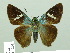  ( - HESP-EB 02201)  @13 [ ] Copyright (2010) Ernst Brockmann Research Collection of Ernst Brockmann