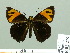  (Entheus sp - HESP-EB 02219)  @14 [ ] Copyright (2010) Ernst Brockmann Research Collection of Ernst Brockmann