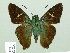  (Chrysoplectrum pervivax - HESP-EB 02231)  @14 [ ] Copyright (2010) Ernst Brockmann Research Collection of Ernst Brockmann
