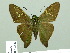  ( - HESP-EB 02246)  @14 [ ] Copyright (2010) Ernst Brockmann Research Collection of Ernst Brockmann