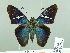  ( - HESP-EB 02269)  @14 [ ] Copyright (2010) Ernst Brockmann Research Collection of Ernst Brockmann