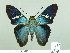  ( - HESP-EB 02273)  @14 [ ] Copyright (2010) Ernst Brockmann Research Collection of Ernst Brockmann