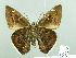  ( - HESP-EB 02274)  @14 [ ] Copyright (2010) Ernst Brockmann Research Collection of Ernst Brockmann