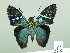  ( - HESP-EB 02278)  @14 [ ] Copyright (2010) Ernst Brockmann Research Collection of Ernst Brockmann