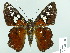  ( - HESP-EB 02280)  @13 [ ] Copyright (2010) Ernst Brockmann Research Collection of Ernst Brockmann