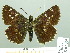  ( - HESP-EB 02303)  @11 [ ] Copyright (2010) Ernst Brockmann Research Collection of Ernst Brockmann