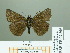  ( - HESP-EB 02305)  @13 [ ] Copyright (2010) Ernst Brockmann Research Collection of Ernst Brockmann