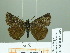  ( - HESP-EB 02305)  @13 [ ] Copyright (2010) Ernst Brockmann Research Collection of Ernst Brockmann