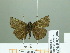  (Erynnis pelias - HESP-EB 02306)  @14 [ ] Copyright (2010) Ernst Brockmann Research Collection of Ernst Brockmann