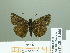  ( - HESP-EB 02306)  @13 [ ] Copyright (2010) Ernst Brockmann Research Collection of Ernst Brockmann