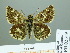  ( - HESP-EB 02315)  @14 [ ] Copyright (2010) Ernst Brockmann Research Collection of Ernst Brockmann
