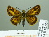  (Ochlodes similis - HESP-EB 02321)  @14 [ ] Copyright (2010) Ernst Brockmann Research Collection of Ernst Brockmann