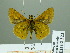  (Ochlodes sagitta - HESP-EB 02323)  @12 [ ] Copyright (2010) Ernst Brockmann Research Collection of Ernst Brockmann