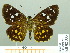  (Celaenorrhinus aspersus - HESP-EB 02333)  @14 [ ] Copyright (2010) Ernst Brockmann Research Collection of Ernst Brockmann