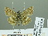  (Pyrgus persicus - HESP-EB 02339)  @12 [ ] Copyright (2010) Ernst Brockmann Research Collection of Ernst Brockmann