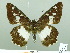  ( - HESP-EB 02345)  @13 [ ] Copyright (2010) Ernst Brockmann Research Collection of Ernst Brockmann