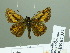  ( - HESP-EB 02351)  @13 [ ] Copyright (2010) Ernst Brockmann Research Collection of Ernst Brockmann