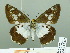  ( - HESP-EB 02377)  @12 [ ] Copyright (2010) Ernst Brockmann Research Collection of Ernst Brockmann