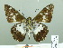  (Satarupa nymphalis - HESP-EB 02378)  @13 [ ] Copyright (2010) Ernst Brockmann Research Collection of Ernst Brockmann