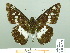  ( - HESP-EB 02378)  @13 [ ] Copyright (2010) Ernst Brockmann Research Collection of Ernst Brockmann