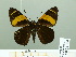  (Celaenorrhinus suthina - HESP-EB 02380)  @14 [ ] Copyright (2010) Ernst Brockmann Research Collection of Ernst Brockmann