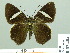  ( - HESP-EB 02404)  @13 [ ] Copyright (2010) Ernst Brockmann Research Collection of Ernst Brockmann