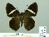  ( - HESP-EB 02414)  @13 [ ] Copyright (2010) Ernst Brockmann Research Collection of Ernst Brockmann