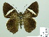  ( - HESP-EB 02415)  @13 [ ] Copyright (2010) Ernst Brockmann Research Collection of Ernst Brockmann