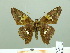  ( - HESP-EB 02463)  @12 [ ] Copyright (2010) Ernst Brockmann Research Collection of Ernst Brockmann