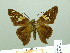  ( - HESP-EB 02463)  @12 [ ] Copyright (2010) Ernst Brockmann Research Collection of Ernst Brockmann