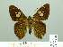  (Pseudonascus paulliniae - HESP-EB 02478)  @13 [ ] Copyright (2010) Ernst Brockmann Research Collection of Ernst Brockmann