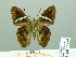  ( - HESP-EB 02480)  @12 [ ] Copyright (2010) Ernst Brockmann Research Collection of Ernst Brockmann