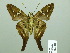  ( - HESP-EB 02483)  @14 [ ] Copyright (2010) Ernst Brockmann Research Collection of Ernst Brockmann