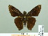 ( - HESP-EB 02484)  @13 [ ] Copyright (2010) Ernst Brockmann Research Collection of Ernst Brockmann