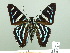  (Phocides vulcanides - HESP-EB 02516)  @15 [ ] Copyright (2010) Ernst Brockmann Research Collection of Ernst Brockmann