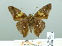  ( - HESP-EB 02531)  @12 [ ] Copyright (2010) Ernst Brockmann Research Collection of Ernst Brockmann