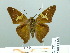  ( - HESP-EB 02531)  @12 [ ] Copyright (2010) Ernst Brockmann Research Collection of Ernst Brockmann