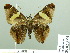  (Oechydrus - HESP-EB 02584)  @14 [ ] Copyright (2010) Ernst Brockmann Research Collection of Ernst Brockmann