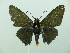  ( - HESP-EB 02 601)  @13 [ ] Copyright (2012) Ersnt Brockmann Research Collection of Ernst Brockmann