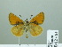  (Thymelicus - HESP-EB 02 661)  @15 [ ] Copyright (2012) Ersnt Brockmann Research Collection of Ernst Brockmann