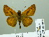  (Ochlodes venata - HESP-EB 02 663)  @14 [ ] Copyright (2012) Ersnt Brockmann Research Collection of Ernst Brockmann