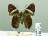  ( - HESP-EB 02 689)  @13 [ ] Copyright (2012) Ersnt Brockmann Research Collection of Ernst Brockmann
