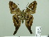  ( - HESP-EB 02 690)  @14 [ ] Copyright (2012) Ersnt Brockmann Research Collection of Ernst Brockmann